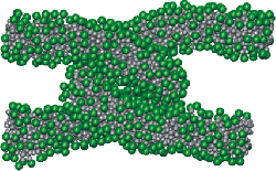 two entangled worm-like micelles